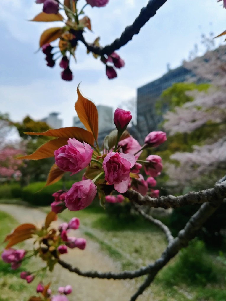 Kitsune Udon at Umeda Station